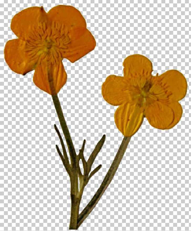 Pressed Flower Craft Poppy Cut Flowers Wildflower PNG, Clipart, Color, Cut Flowers, Floral Design, Flower, Flower Bouquet Free PNG Download