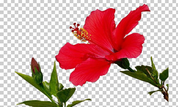 Shoeblackplant Flower Mallows PNG, Clipart, Annual Plant, Azalea, China Rose, Chinese Hibiscus, Flower Free PNG Download