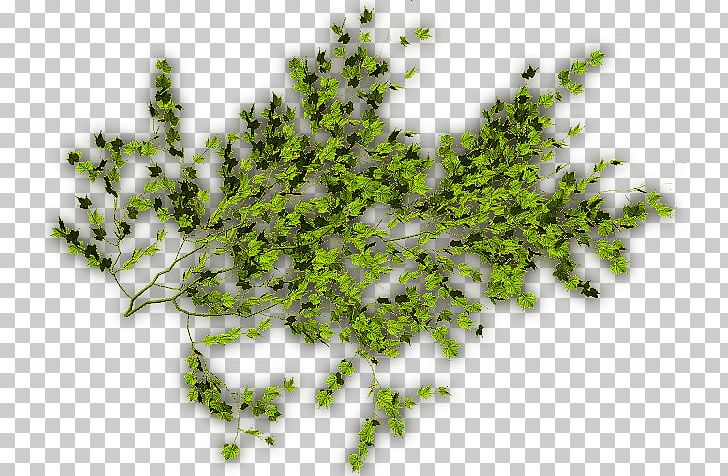 Vegetation Leaf Plant Stem Lawn Font PNG, Clipart, Branch, Branching, Grass, Green Vine, Lawn Free PNG Download