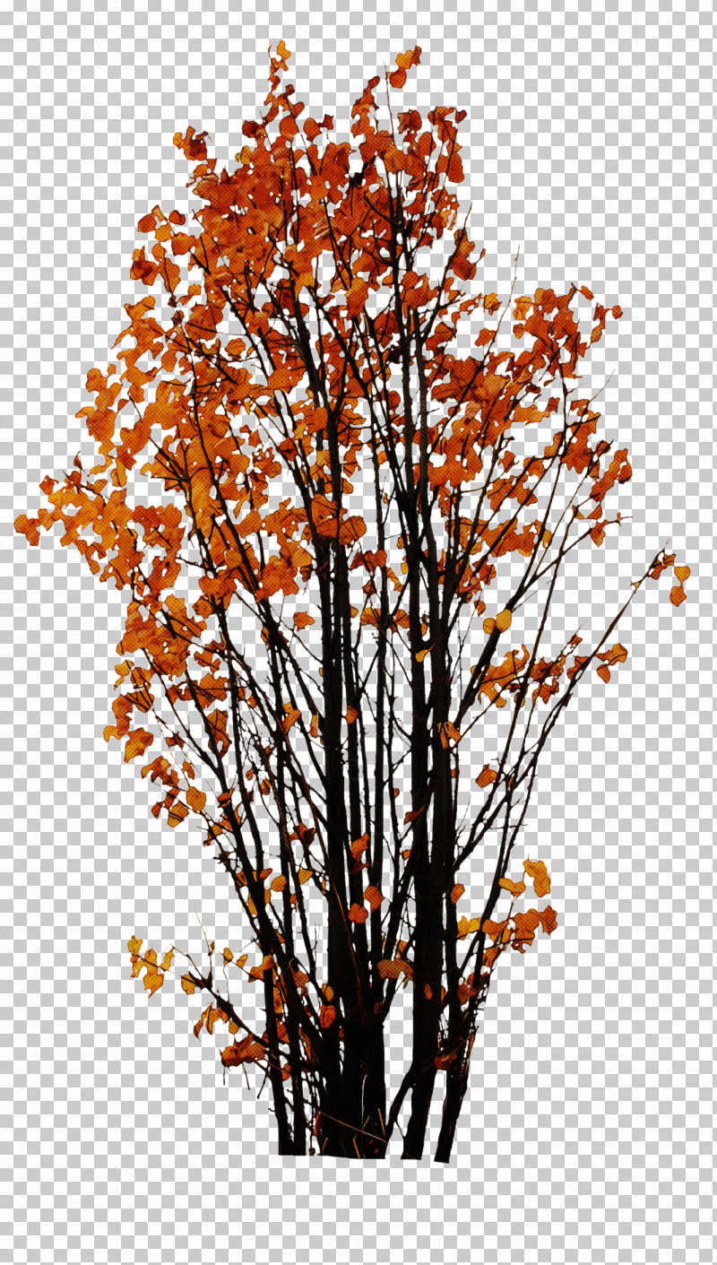 Tree Leaf Plant Woody Plant Branch PNG, Clipart, Autumn, Branch, Leaf, Maple, Plant Free PNG Download