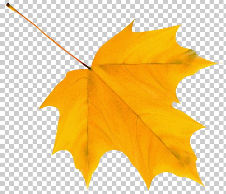Autumn Leaf Color PNG, Clipart, Autumn, Autumn Leaf Color, Autumn Leaves, Color, Green Free PNG Download