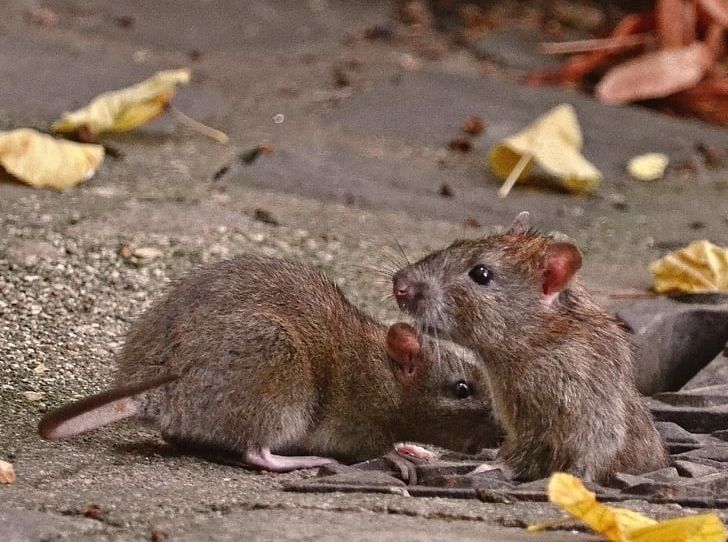 Brown Rat New York City Rodent Mouse Murids PNG, Clipart, Animals, Brown Rat, Fauna, Gerbil, Getty Images Free PNG Download