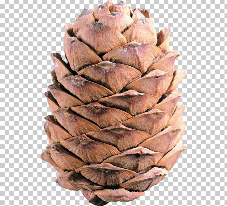 Conifer Cone Pine PNG, Clipart, Computer Icons, Cone, Download, Element, Encapsulated Postscript Free PNG Download