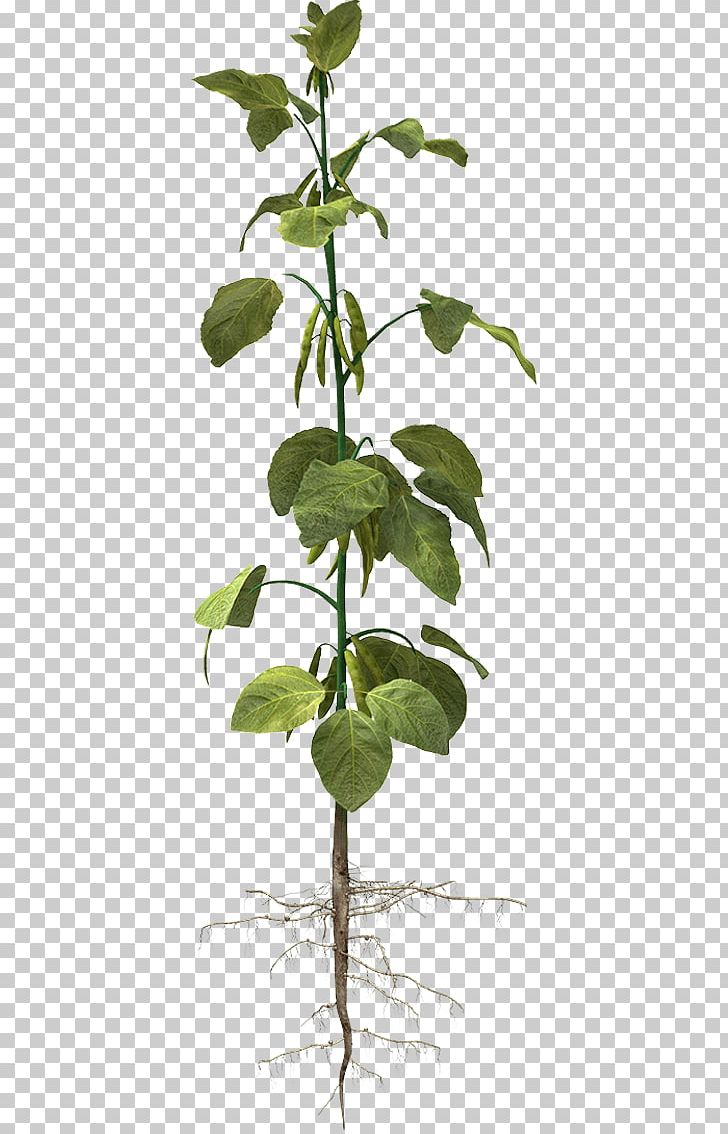 Nutrient Soybean Plant Nutrition Legume PNG, Clipart, Branch, Calcium, Chrysanthemum, Crop, Herb Free PNG Download