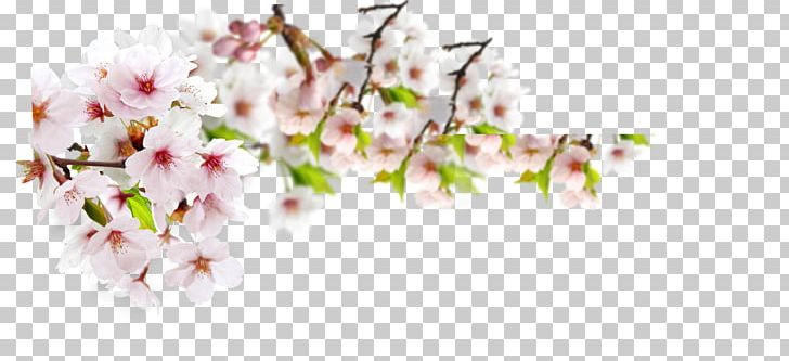 Branch Computer Wallpaper Twig PNG, Clipart, Branch, Cherry Blossom, Computer Wallpaper, Cut Flowers, Designer Free PNG Download