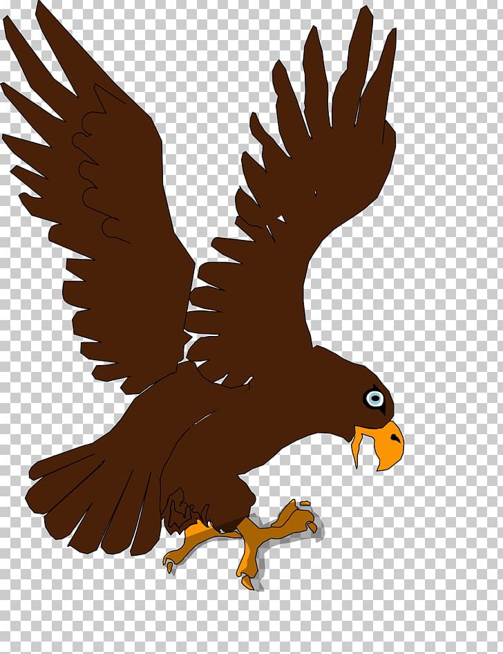 Bald Eagle Bird Of Prey Child PNG, Clipart, Animals, Bald Eagle, Beak, Bird, Bird Of Prey Free PNG Download
