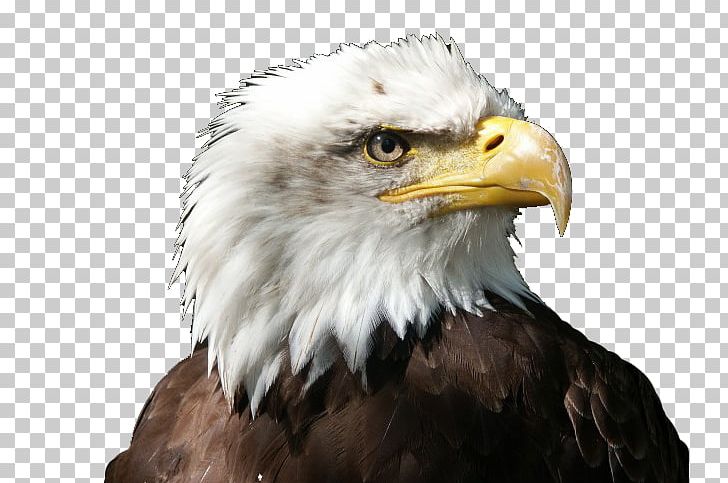 Bald Eagle White-tailed Eagle Stellers Sea Eagle Bird Owl PNG, Clipart, Accipitriformes, Age, Animal, Animals, Bald Free PNG Download