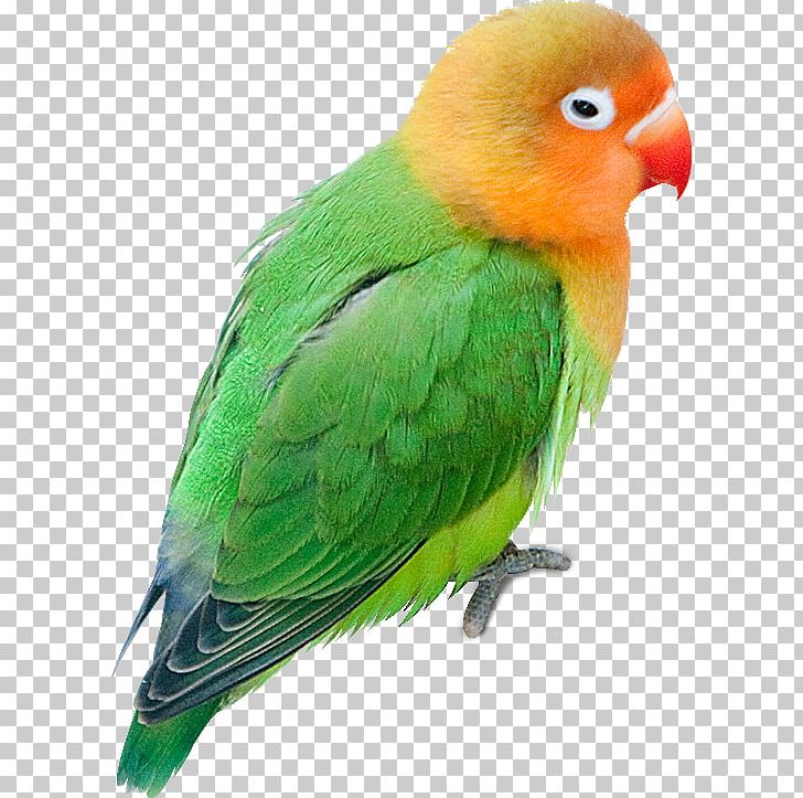 Budgerigar Parrot Lovebird Parakeet PNG, Clipart, Animal, Animals, Beak, Bird, Common Pet Parakeet Free PNG Download