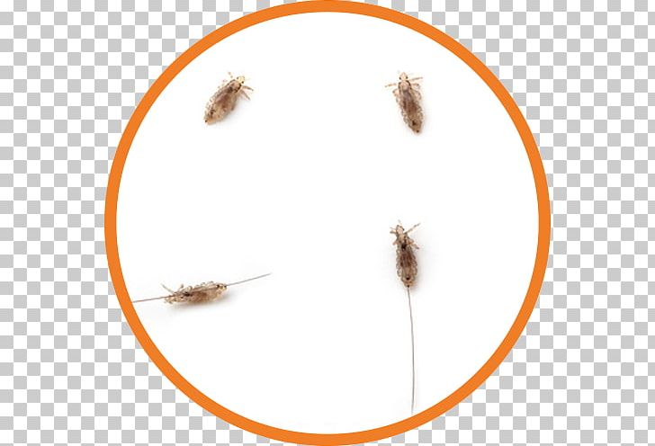 Gnida Head Lice Infestation Dream Dictionary Hair Head Louse PNG, Clipart, Blond, Circle, Dream, Dream Dictionary, Dream Interpretation Free PNG Download