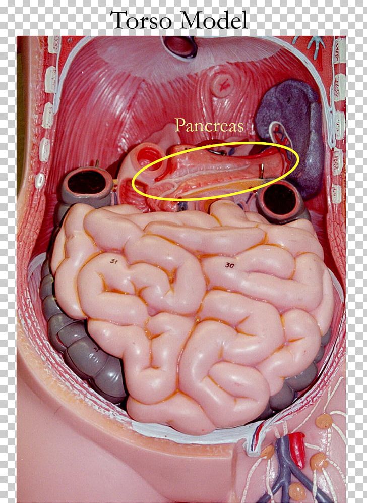 Small Intestine Anatomy Gastrointestinal Tract Human Body Torso PNG, Clipart, Anatomy, Brain, Digestion, Duodenum, Endocrine System Free PNG Download