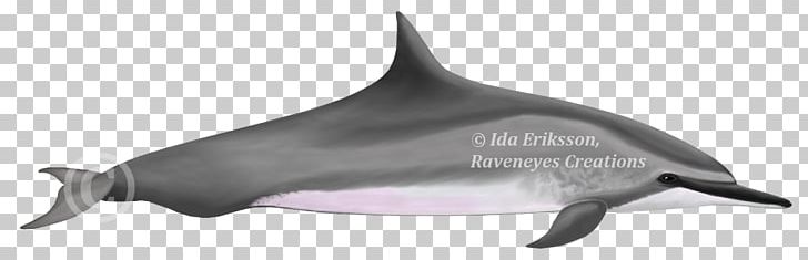 Tucuxi Common Bottlenose Dolphin White-beaked Dolphin Porpoise Irrawaddy Dolphin PNG, Clipart,  Free PNG Download