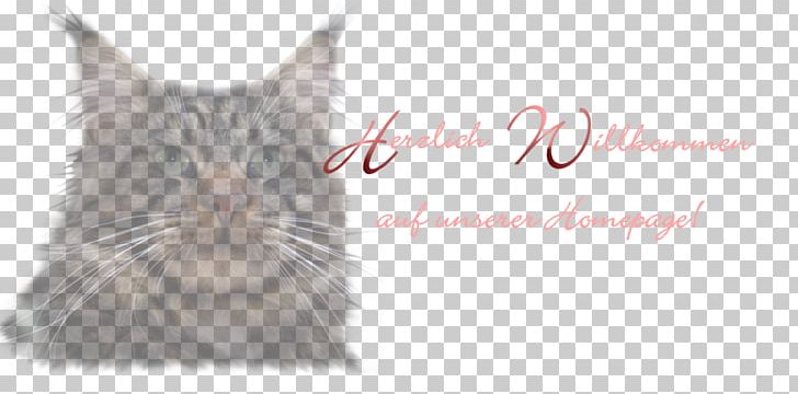 Whiskers Maine Coon Kitten Raccoon PNG, Clipart, Carnivoran, Cat, Cat Like Mammal, Kitten, Maine Free PNG Download