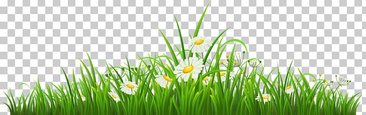 Chamomile PNG, Clipart, Chamomile, Clipart, Commodity, Computer Wallpaper, Download Free PNG Download