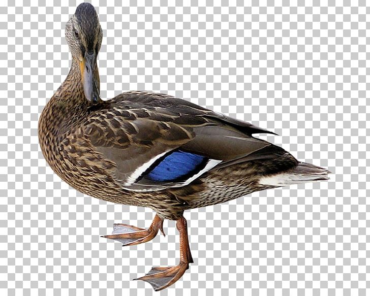 Mallard Duck Bird Cygnini PNG, Clipart, Anas, Animal, Animals, Beak, Bird Free PNG Download