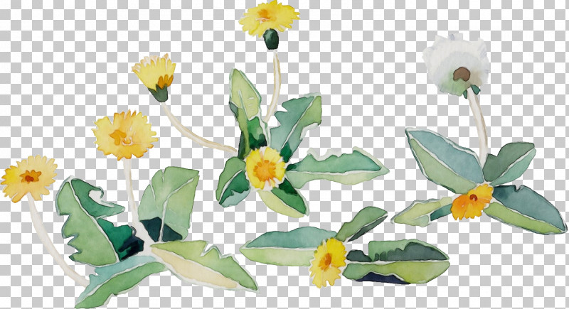 Flower Plant Yellow Petal Wildflower PNG, Clipart, Flower, Lesser Celandine, Paint, Petal, Plant Free PNG Download