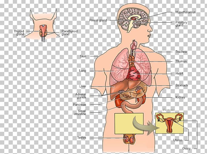 Endocrine System Endocrine Gland Human Body Hormone Function PNG, Clipart, Abdomen, Anatomy, Angle, Arm, Body Free PNG Download