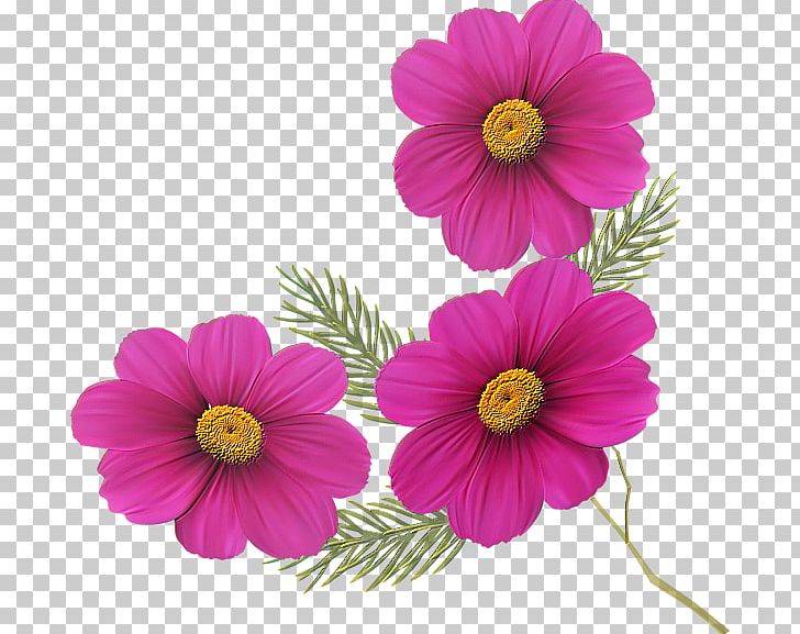 Flower Petal PNG, Clipart, Annual Plant, Chrysanthemum, Chrysanths, Dahlia, Daisy Family Free PNG Download