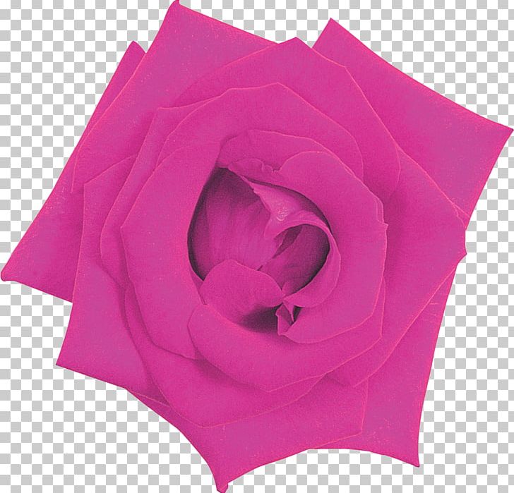 Garden Roses Pink M PNG, Clipart, Flower, Flowers, Garden, Garden Roses, Lilac Free PNG Download