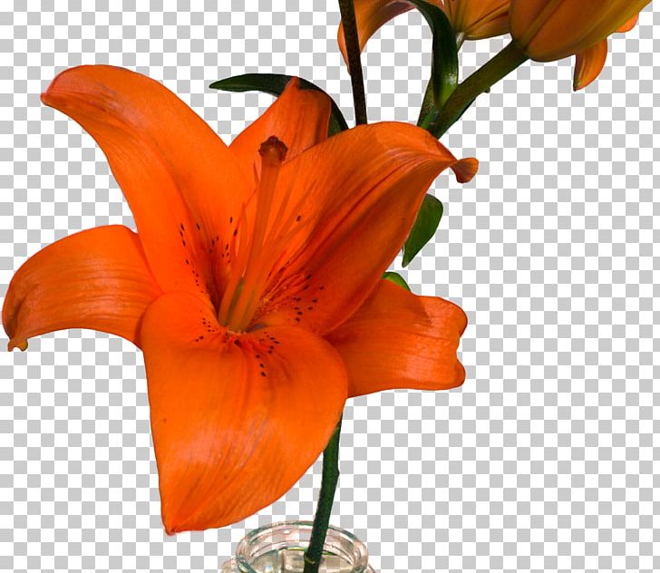 Lilium Bulbiferum Cut Flowers Floristry PNG, Clipart, Copyright, Cut Flowers, Floristry, Flower, Flowering Plant Free PNG Download