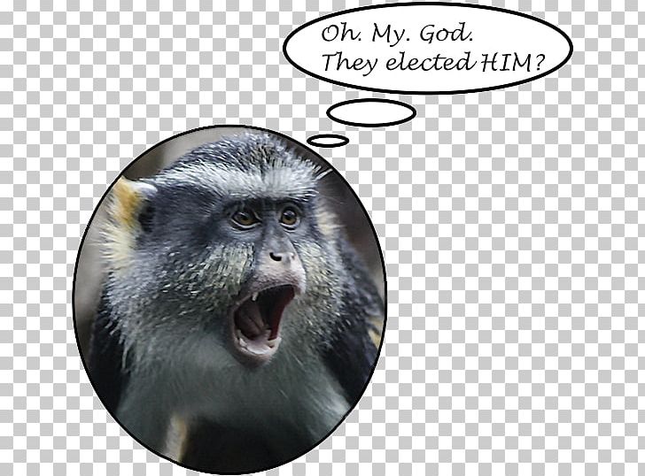 Macaque Fauna Snout PNG, Clipart, Fauna, Macaque, Mammal, Oh My God, Old World Monkey Free PNG Download