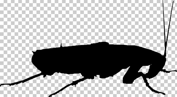 Oriental Cockroach Insect Termite Pest PNG, Clipart, Animals, Arthropod, Beetle, Black And White, Blattodea Free PNG Download