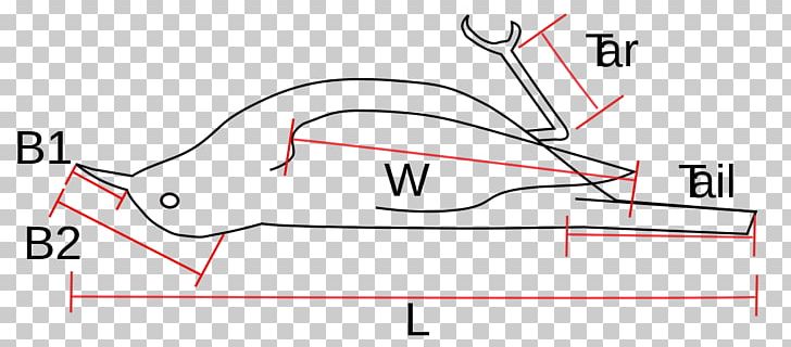 Bird Measurement Geometric Morphometrics In Anthropology Ornithology PNG, Clipart, Alula, Angle, Animals, Area, Bird Free PNG Download