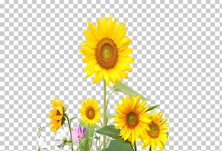 Common Sunflower Yellow PNG, Clipart, Common Sunflower, Daisy Family, Download, Euclidean Vector, Flower Free PNG Download