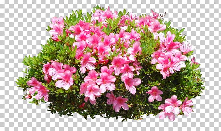 Plant Identification Shrub PNG, Clipart, Animaatio, Annual Plant, Azalea, Bougainvillea, Flower Free PNG Download
