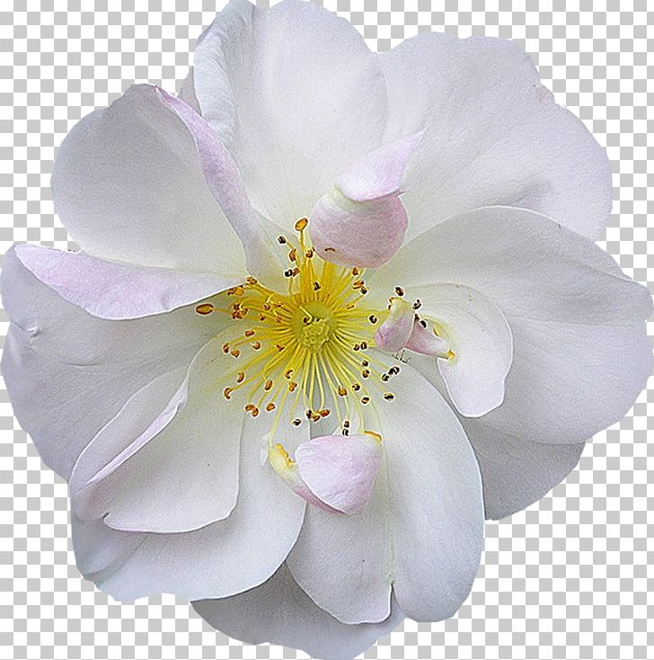 Flower Bouquet White Pseudanthium PNG, Clipart, Anemone, Artificial Flower, Author, Blossom, Blue Rose Free PNG Download