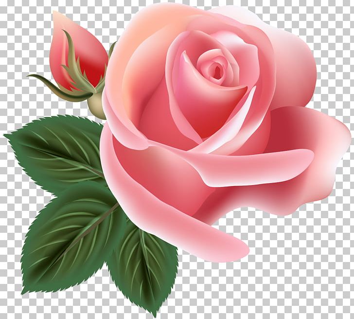 Garden Roses Centifolia Roses Rosa Chinensis Floribunda Floral Design PNG, Clipart, Centifolia Roses, China Rose, Clipart, Color, Cut Flowers Free PNG Download