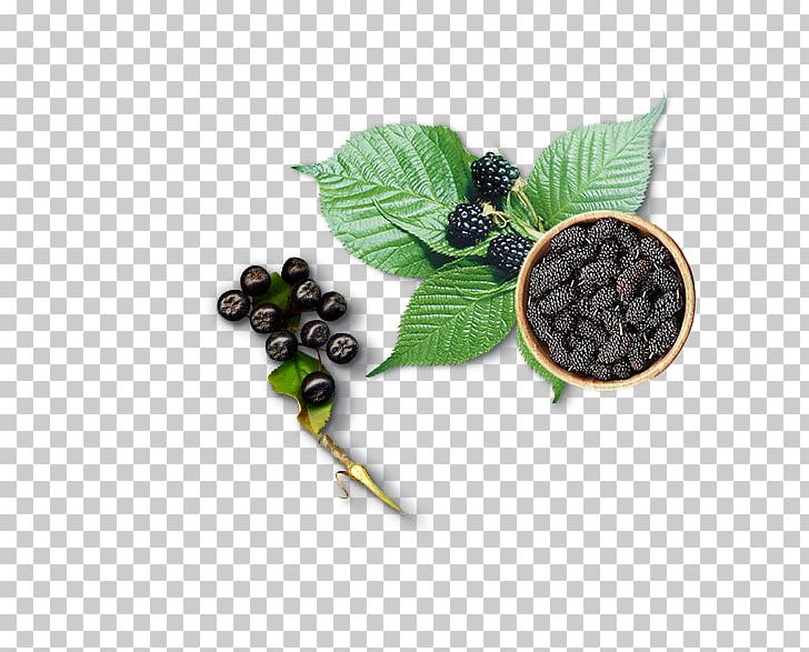 Ice Cream Blueberry Fruit Grape PNG, Clipart, Apple Fruit, Auglis, Bean, Berry, Blackberry Free PNG Download