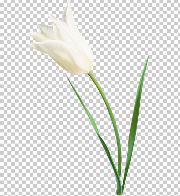 Tulip Cut Flowers Plant Stem Flower Bouquet PNG, Clipart, Animation, Bud, Cicek, Cut Flowers, Flower Free PNG Download