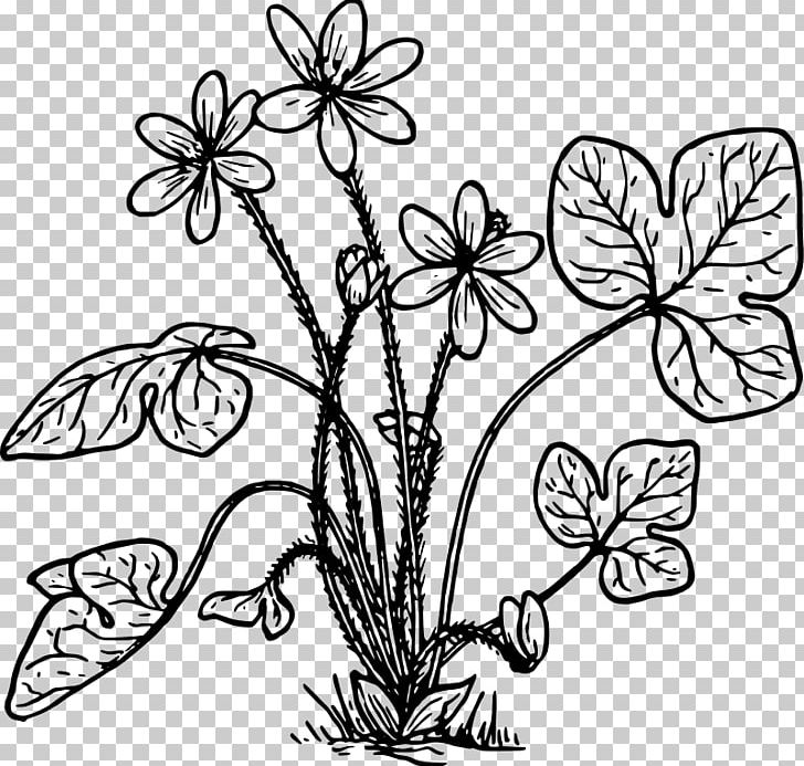 Anemone Hepatica Coloring Book PNG, Clipart, Anemone, Anemone Hepatica, Art, Black And White, Branch Free PNG Download