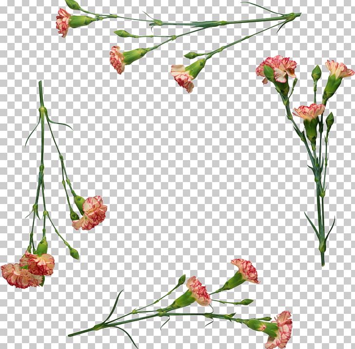 Carnation Flower PNG, Clipart, Branch, Carnation, Clip Art, Cut Flowers, Dianthus Free PNG Download