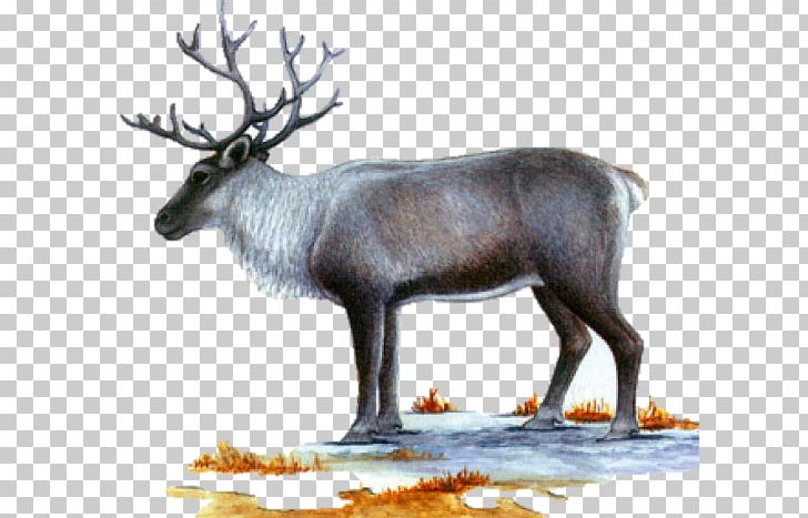 Reindeer Elk Musk Deers Antler PNG, Clipart, Antler, Cartoon, Deer, Elk, Fauna Free PNG Download