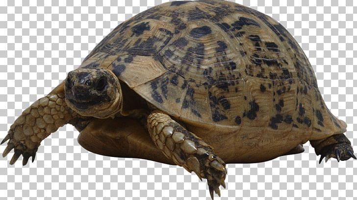 Turtle Giant Tortoise PNG, Clipart, Animal, Box Turtle, Box Turtles, Chelydridae, Common Snapping Turtle Free PNG Download