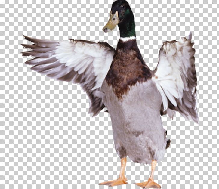 American Pekin Duck Goose Bird PNG, Clipart, American Pekin, Anatidae, Angel Wing, Angel Wings, Beak Free PNG Download