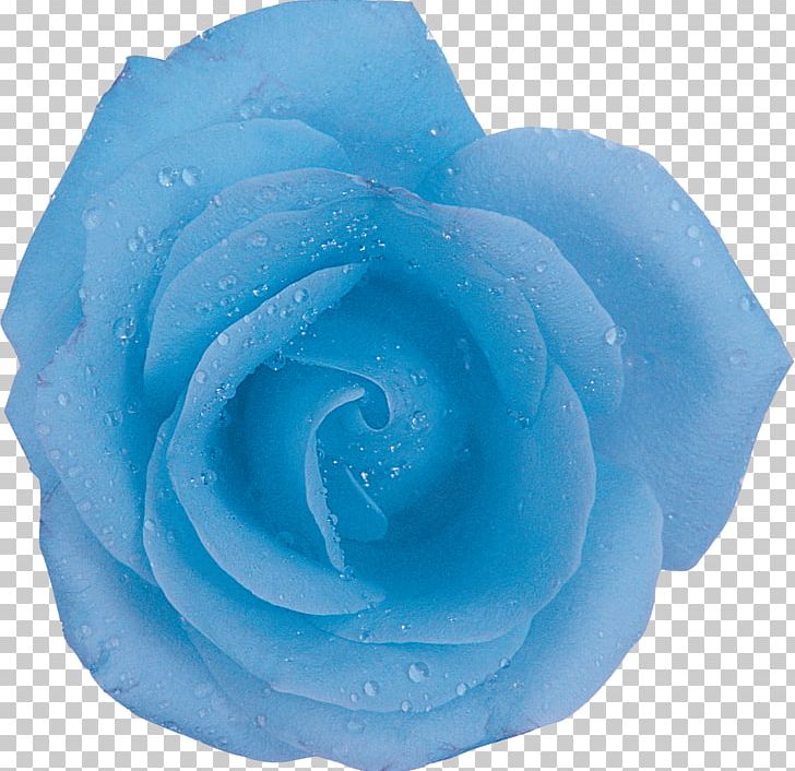 Centifolia Roses Blue Rose Flower Aqua PNG, Clipart, Aqua, Azure, Blue, Blue Rose, Centifolia Roses Free PNG Download