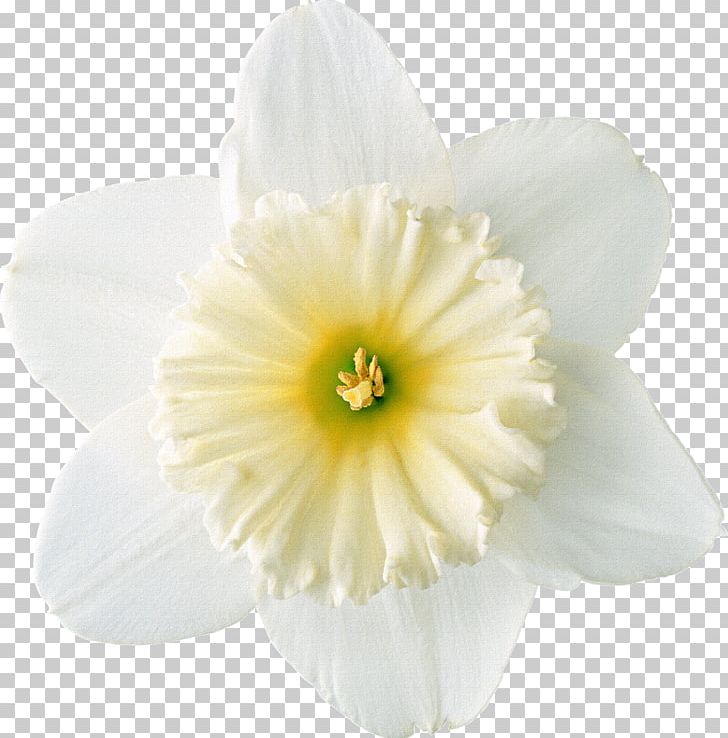 Daffodil Raster Graphics PNG, Clipart, Amaryllis Family, Clip Art, Daffodil, Drawing, Flower Free PNG Download