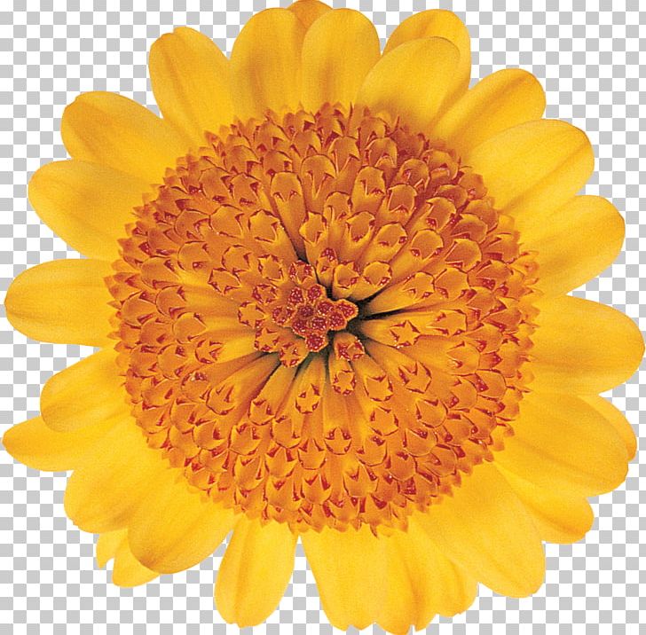 Transvaal Daisy Cut Flowers Floristry Chrysanthemum PNG, Clipart, Calendula, Chr, Chrysanthemum, Dahlia, Daisy Family Free PNG Download