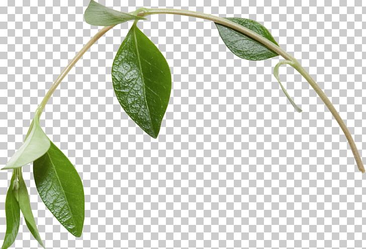 Leaf Branch PNG, Clipart, Branch, Cane, Kha, Leaf, Organism Free PNG Download