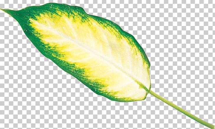 Leaf Plant Stem Archive File RAR PNG, Clipart, Archive File, Fruit, Leaf, Nature, Plant Free PNG Download