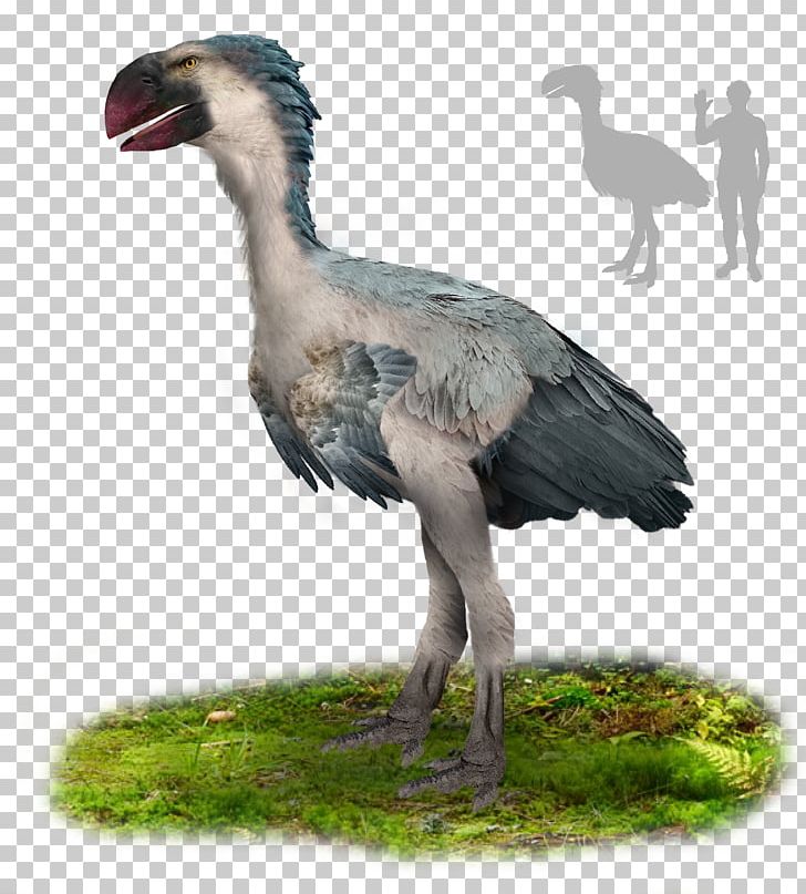 Paleocene Gastornis Bird Oligocene PNG, Clipart, Animals, Beak, Bird, Ciconiiformes, Crane Free PNG Download