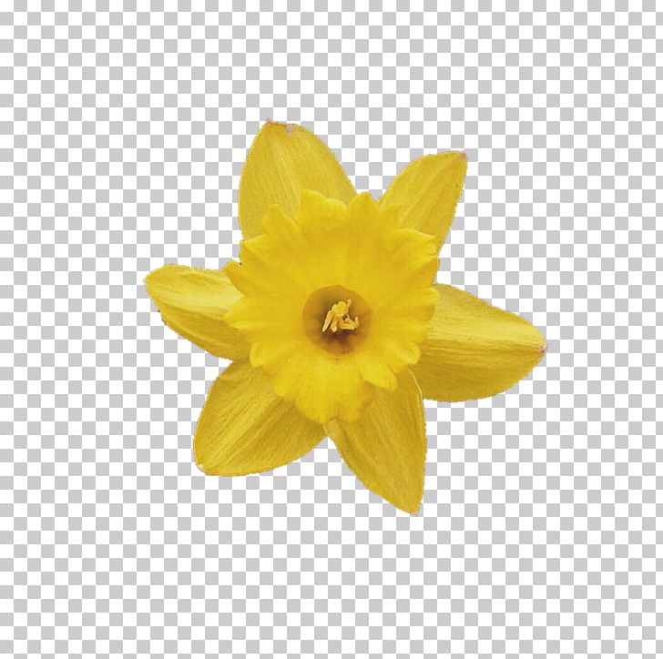 Photography Flower Daffodil PNG, Clipart, Albom, Album, Daffodil, Flower, Flower Bouquet Free PNG Download