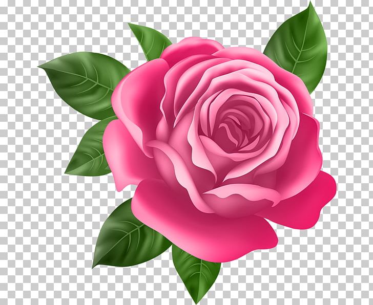 Rose Purple Flower PNG, Clipart, Camellia, China Rose, Clip Art, Cut Flowers, Desktop Wallpaper Free PNG Download