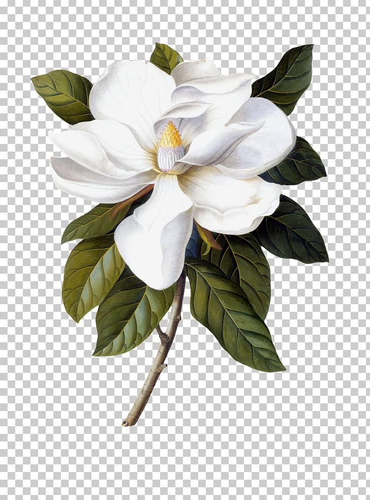 Southern Magnolia Botanical Illustration Painting Botany Printmaking PNG, Clipart, Art, Botanical, Branch, Carl Linnaeus, Cut Flowers Free PNG Download
