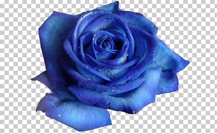 Blue Rose Flower Desktop PNG, Clipart, Blue, Blue Rose, Cobalt Blue, Cut Flowers, Desktop Wallpaper Free PNG Download