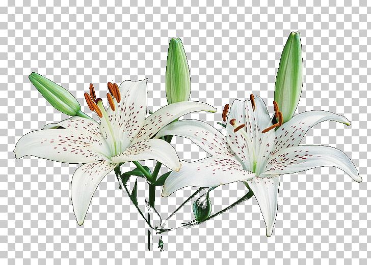 Liliaceae Bulb Flower Lilium Brownii Lilium Auratum PNG, Clipart, Aloe, Aloe Polyphylla, Artificial Flower, Bulb, Cut Flowers Free PNG Download