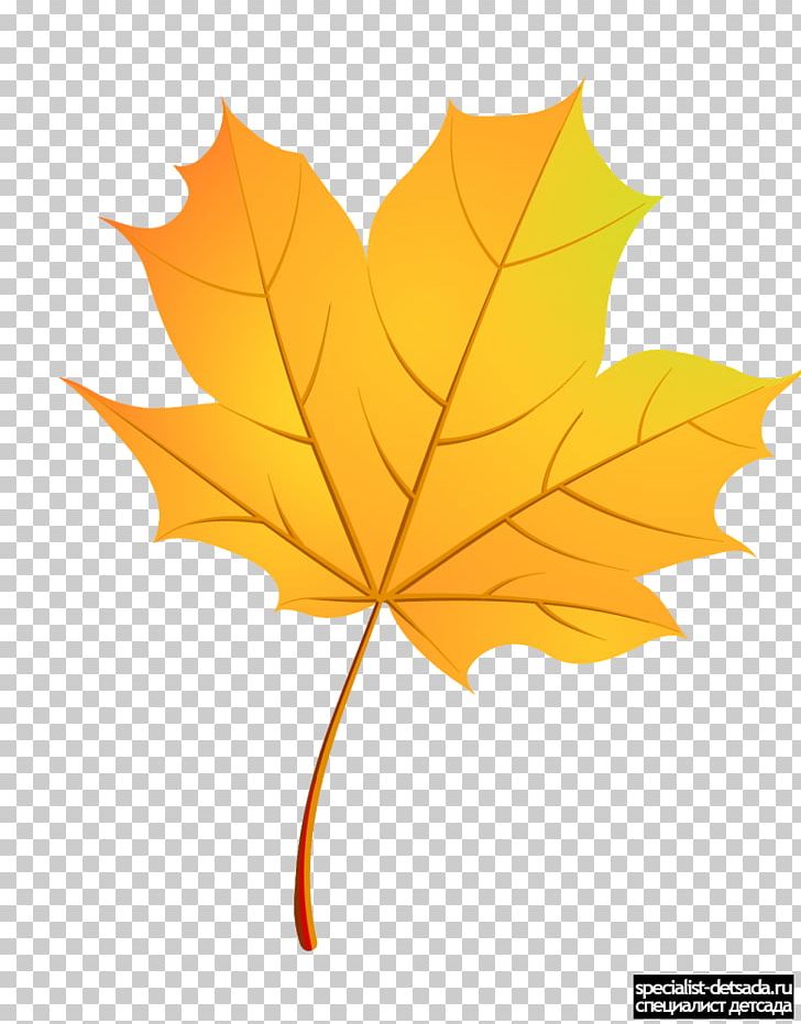 Maple Leaf Paper Boxelder Maple Autumn PNG, Clipart, Autumn, Boxelder Maple, Flag Of Canada, Flowering Plant, Green Free PNG Download
