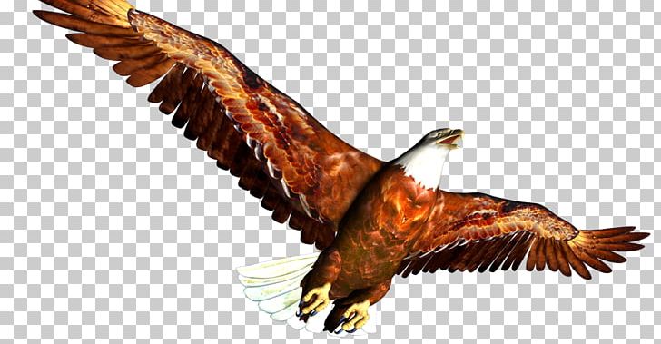 Bald Eagle Others Fauna PNG, Clipart, Accipitriformes, Animal Figure, Bald Eagle, Beak, Bird Free PNG Download